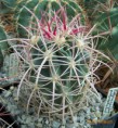 /album/kaktusy/echinocactus-polycephalus800-jpg/